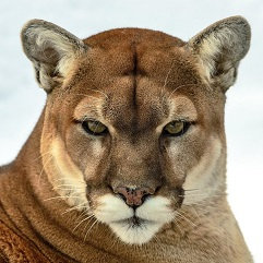Cougarz